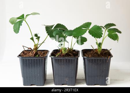 Erdbeerkeimlinge in schwarzen Gläsern auf dem Tisch auf grauem Hintergrund. Vorbereitung zum Anpflanzen, Anbau von natürlichen Beeren in Th Stockfoto