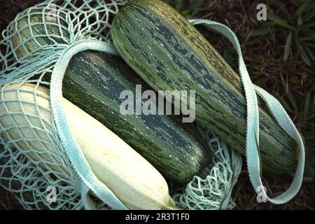 Zucchini in einem Netzbeutel auf dem Gras aus dem Garten. Umweltfreundliche Ernte des Bauern Stockfoto