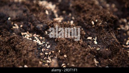 Samen auf einem Bett in den Boden säen. Anbau von umweltfreundlichen Lebensmitteln im Garten. Pflanzen von Blumen im Frühling im Freien Stockfoto