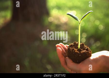 Junger grüner Keim in den Händen im Licht der Sonne auf dem Hintergrund eines großen Baumes. Natürliche Setzlinge, umweltfreundlich, neues Leben. Stockfoto