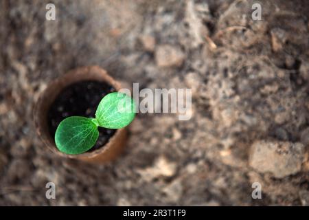 Junger grüner Sprossen in einem umweltfreundlichen Torfglas auf dem Boden, bevor er auf dem Gartenbett anpflanzt. Natürlicher Setzling Kürbis, Pumpen Stockfoto