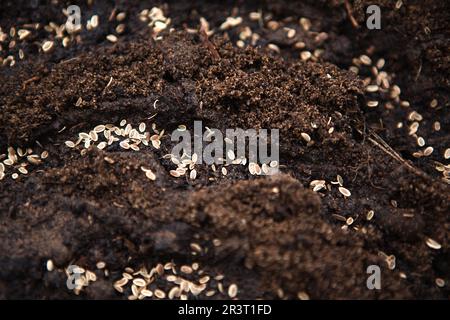 Samen auf einem Bett in den Boden säen. Anbau von umweltfreundlichen Lebensmitteln im Garten. Pflanzen von Blumen im Frühling im Freien Stockfoto