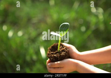 Junger grüner Sprossen in den Händen eines Kindes im Licht der Sonne auf grünem Grashintergrund. Natürliche Setzlinge, Umweltfreund Stockfoto