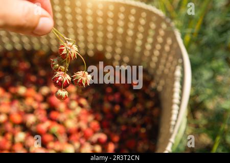 Frische reife rote Beeren wilder Walderdbeeren in einem Korb hinter dem Gras. Geschenke der Natur, Sommervitamine, Beerenpflücken Stockfoto