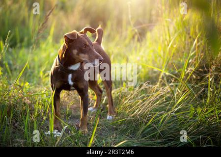 Ein kleiner brauner Terrier-Hund läuft mit einem Halsband im Gras und im Sommersonnenlicht. Hund in der Natur, Jack Russell Terrier Porter Stockfoto
