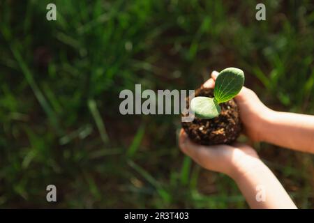 Junger grüner Sprossen in den Händen eines Kindes im Licht der Sonne auf grünem Grashintergrund. Natürliche Setzlinge, Umweltfreund Stockfoto