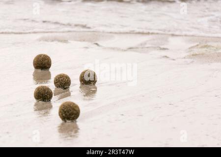 bolas de posidonia, playa de Es Dolç, dunas de Son Real, bahia de Alcudia, Santa Margarida, Mallorca, balearen, spanien, europa. Stockfoto