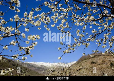 Cerezos en Flor - Prunus Cerasus, laderas de Azabal, Valle del Jerte, Cáceres, Extremadura, Spanien, Europa. Stockfoto