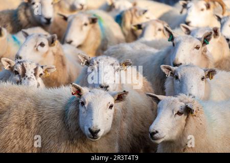 Rebaño de ovejas, Skinidin, Loch Erghallan, Isla de Skye, Highlands, Escocia, Reino Unido. Stockfoto