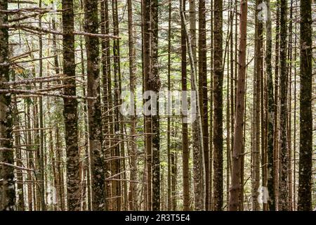 Ruta al Castillo de Acher, Parque Natural de Los Valles occidentales, pirineo Aragones, Huesca, Spanien. Stockfoto