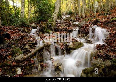 Bach im Wald von Gabardito, Hecho Tal, westlichen Täler, Pyrenäen, Provinz Huesca, Aragón, Spanien, Europa. Stockfoto