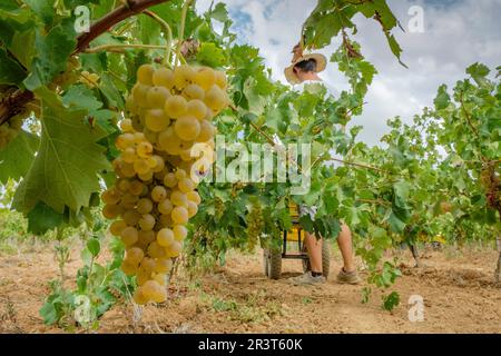 Vendimia de uva Premsal, Finca de Camí de Felanitx, Celler Mesquida-Mora, Porreres, Mallorca, Balearen, Spanien. Stockfoto