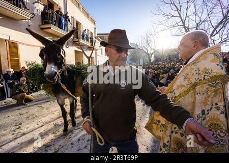 Beneïdes de Sant Antoni, Muro, Mallorca, Balearen, Spanien. Stockfoto