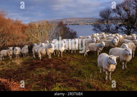 Rebaño de ovejas, Skinidin, Loch Erghallan, Isla de Skye, Highlands, Escocia, Reino Unido. Stockfoto