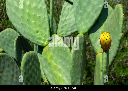 Chumbera, Es Ravellar, Campos, Mallorca, Balearen, Spanien. Stockfoto