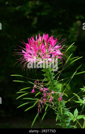 Spider-Flower Stockfoto