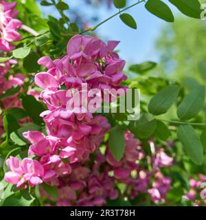 Rosa blühende Robinia margaretta Casque Rouge in einem öffentlichen Park nahe Berlin im Frühling Stockfoto