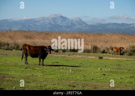 Amarador, albufera de mallorca, Mallorca, Balearen, Spanien. Stockfoto