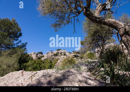 Puig de ses Monges, lapiaz, Lluc, Sierra de Tramuntana, Mallorca, Balearen, Spanien, Europa. Stockfoto