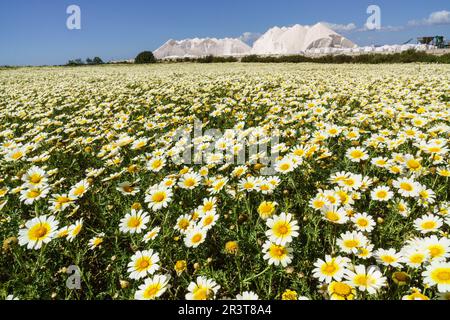 Primavera en el salobrar de Campos, Ses Salines, Mallorca, Balearen, Spanien. Stockfoto