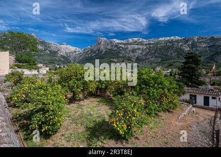Orangenhain mit den Bergen im Hintergrund, Soller Valley Route, Mallorca, Balearen, Spanien. Stockfoto