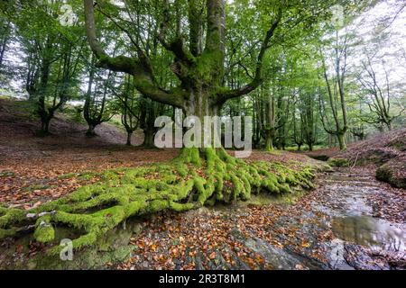 Hayedo de Otzarreta, Fagus Sylvatica, Parque natural Gorbeia, Alava - Vizcaya, Euzkadi, Spanien. Stockfoto