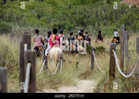 Escursion a Caballo por las Dunas, Son Serra de Marina, Mallorca, Balearen, Spanien. Stockfoto