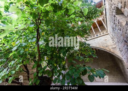 Morera del Castillo Palacio de Olite, Morus Nigra L., Comunidad foral de Navarra, Spanien. Stockfoto