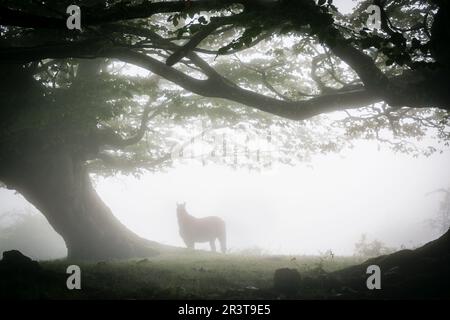 Caballo Bajo Las Hayas, Fagus Sylvaticus, Parque natural Gorbeia, Alava - Vizcaya, Euzkadi, Spanien. Stockfoto