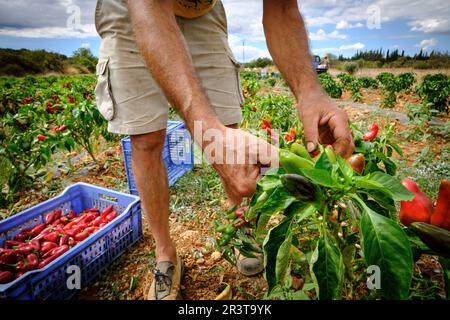 Tippen Sie auf plantacion de pimientos de Corti, Sencelles, Mallorca, Balearen, Spanien, Europa. Stockfoto