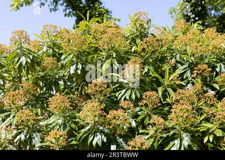 Euphorbia mellifera - Honigspurre. Stockfoto