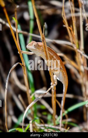 Südlicher Teppich Chamäleon, Furcifer Major, Isalo Nationalpark. Madagaskar Wildtiere Stockfoto