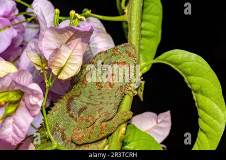 Oustalets Chamäleon, Furcifer oustaleti, Ambalavao, Madagaskar Wildtiere Stockfoto