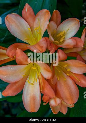 Clivia, der Amaryllidaceae, Kaffir Lily, Zypressen Garten, Mill Valley, Kalifornien Stockfoto