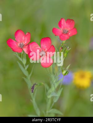 Roter Flachs 'Linum grandiflorum Stockfoto