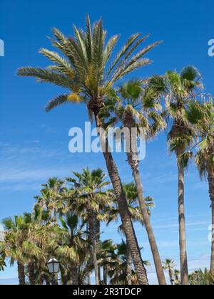 Palmen auf teneriffa Stockfoto