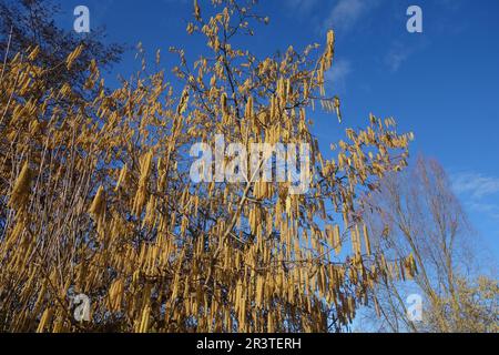 Corylus avellana, Hazel Stockfoto