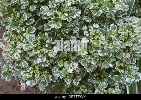 Weißes und grünes brüniertes Kleinblatt einer bunten Pelargonium-Pflanze im Heimgarten Stockfoto