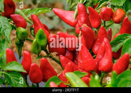 Die Pfefferplantage vom Steppen de Corti Stockfoto