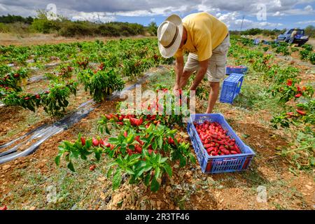 Die Pfefferplantage vom Steppen de Corti Stockfoto