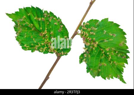 Limonennagelgalle - Eriophyes tiliae Stockfoto