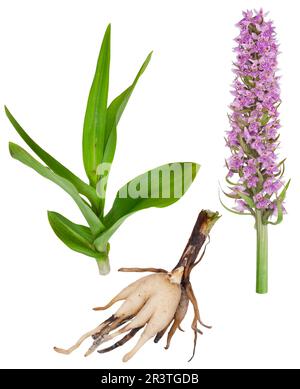 Heilpflanze: Orchidee - Dactylorhiza fushsii Stockfoto