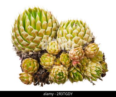 Heilpflanze: Orostachys spinosa Stockfoto