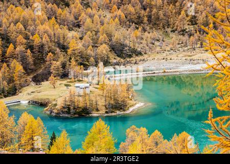 Palu-See unterhalb des Piz-Palu-Gletschers in den Schweizer Alpen an farbenfrohen Herbsttagen, Kanton Grisons, Schweiz Stockfoto