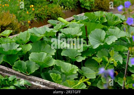 Gurken, Zucchini im kalten Rahmen im Garten Stockfoto