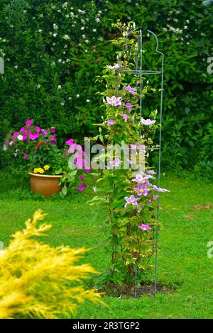 Clematis Hybrid blüht im Garten auf dem Kletterrahmen, weiß, lila blüht Stockfoto