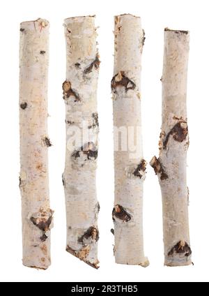 Birkenstämme auf weiß isoliert Stockfoto