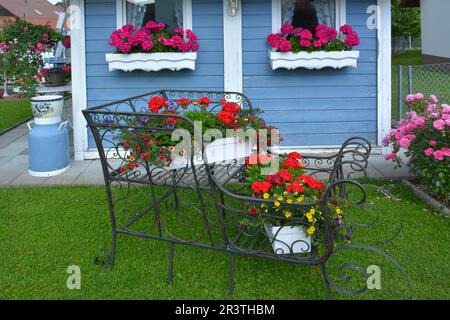 Rote Geranien blühen in einer Schachtel, neben dem Gartenhaus, schmiedeeiserner Schlitten mit Blumen, im Garten, Geranien blühen am Fenster, wunderschön Stockfoto