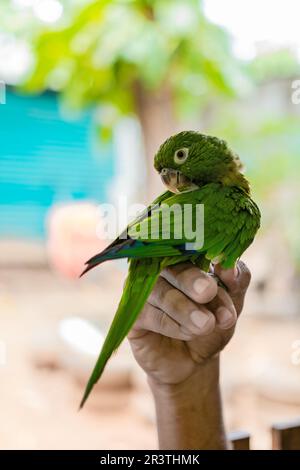 Eine Hand, die einen Sittich hält. (Melopsittacus undulatus) oder auch bekannt als grüner Sittich, posieren Stockfoto