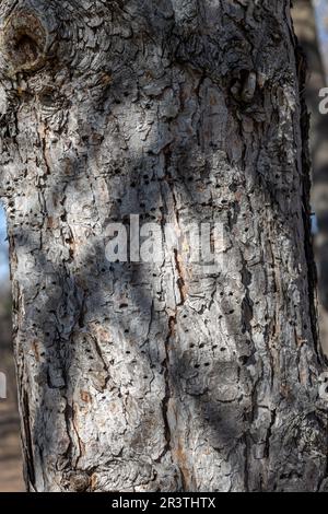 Nahaufnahme der strukturierten Rinde auf dem Stamm einer reifen österreichischen Kiefer (pinus nigra) mit zahlreichen Löchern, die von Spechern und Sapsuckern geschaffen wurden Stockfoto